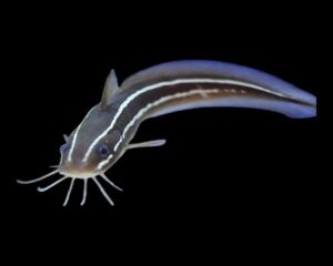 Cat Fish (PLOTOSCCUS ANGUILLARIS)