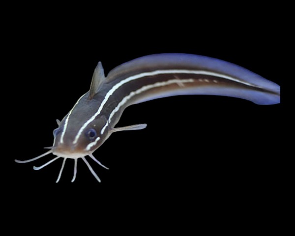CAT-FISH-1.jpg Cat Fish (PLOTOSCCUS ANGUILLARIS)