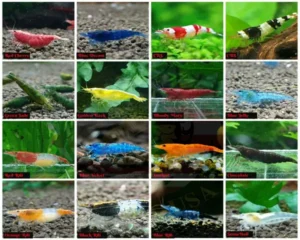 Cherry Shrimp