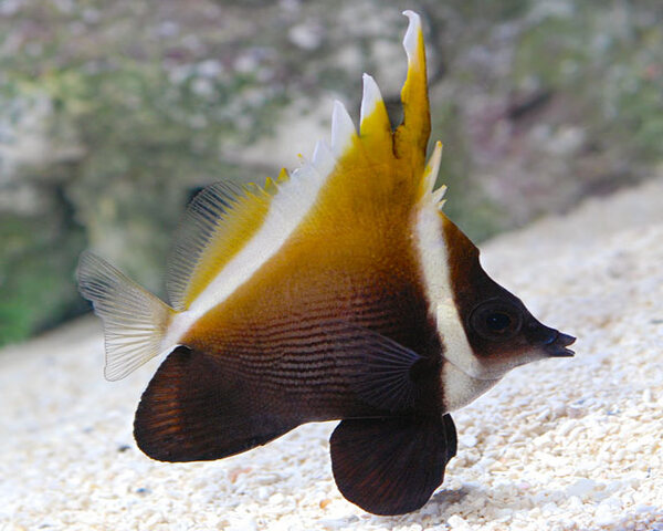 CHIEF-TAN-1.jpg Chief Tan (HENIOCHUS PEMUTATUS/CHRYSOSTO)