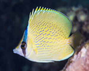 Citron Butterfly (CHAETODON CITRINELLUS)