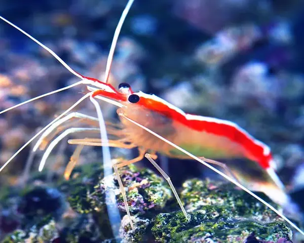 CLEANER-SHRIMPS-1.webp Cleaner Shrimps (LYSMATA AMBOINENSIS)