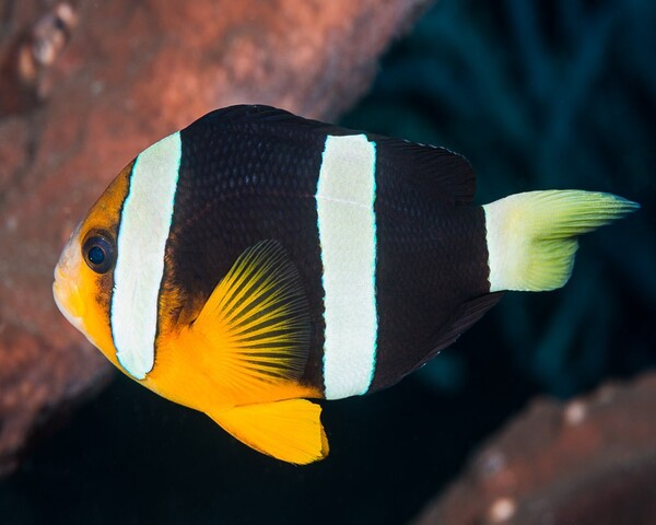CLOWN-FISH-Amphiprion-clarkii-1.jpg Clark's Clownfish (AMPHIPRION CLARKII)