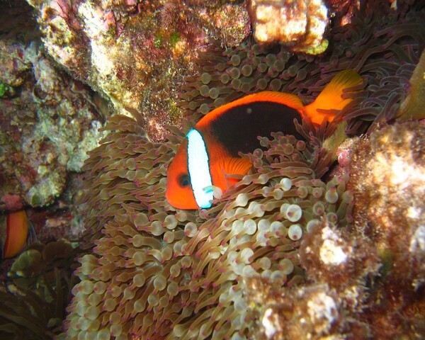 CLOWN FISH Amphiprion melanopus Cinnamon Clownfish (AMPHIPRION MELANOPUS)