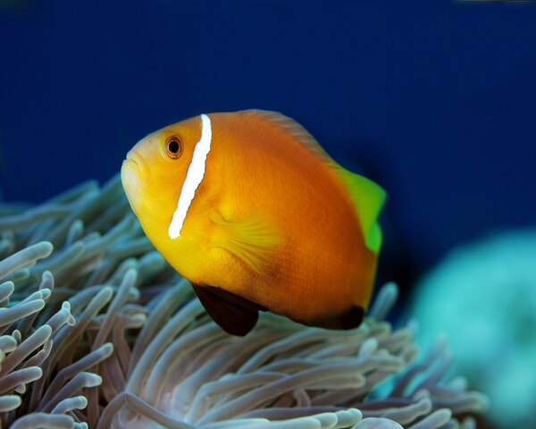 CLOWN FISH Amphiprion nigripes Maidives Clown Fish (AMPHIPRION NIGRIPES)