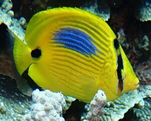 Coral Butterfly (CHAETODON PLEBIUS)