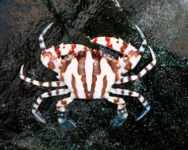 Coral Crab (PYCHOGONIDA SP)