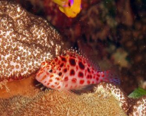 Coral Hopper (CIMHITHICHTHYS OXYECPALUS)