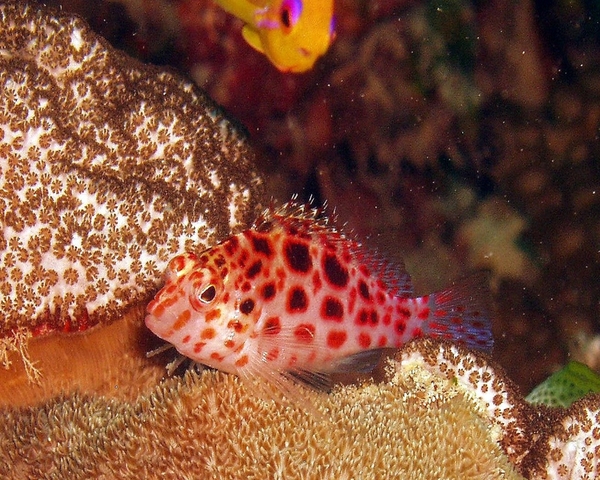 Coral Hopper (CIMHITHICHTHYS OXYECPALUS)