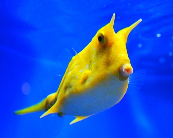 COW-FISH-1.jpg Cow Fish (LACTORIA CONUTA)