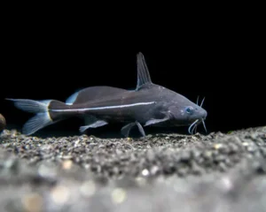 Catfish Black