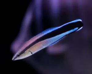 Desseol/Cleaner Wrasse (LABROIDES DIMITIATUS)