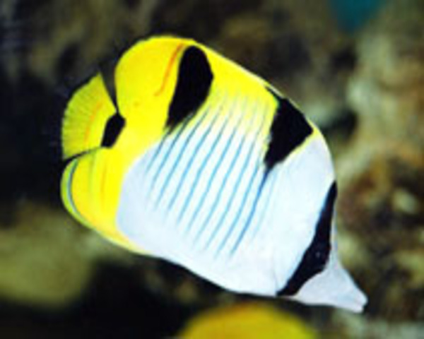 Double Saddle Butterfly (CHAETODON FALCULA)