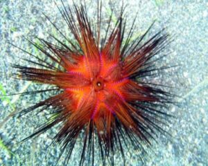 Electric Red Urchin (HETEROCENTRUS SP)