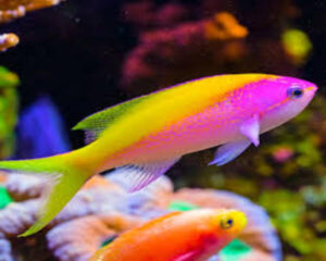 Evansi (MIROLABRICHTHYS EVANSI)