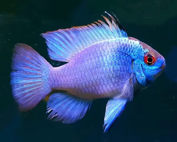 Electric-Blue-Ram-1.webp Electric Blue Ram