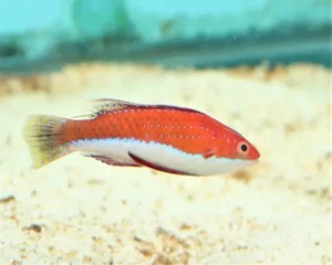 Fighter Wrasse (CIMHILAABRUS RUBRIVENTRALIS)