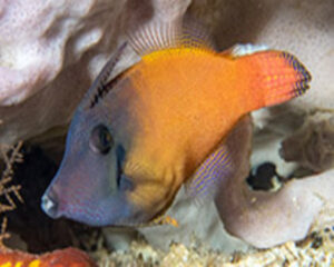 File Fish (PERVAGOR MELANOCEPHALUS)