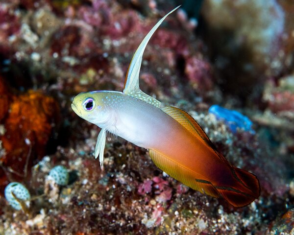 OLYMPUS DIGITAL CAMERA Fire Goby (NEMATELEOTRIS MAGNIFICA - Male Fish)