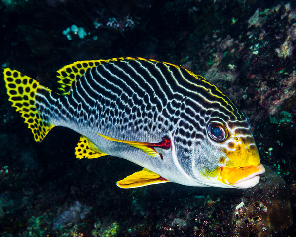 GATERIN-SWEET-LIP-1.jpg Gaterin Sweet Lip (GATERIN LINEATTUS)