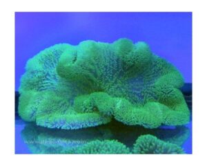 Green Color Anemone (STICHODACTYLA HADDONI)