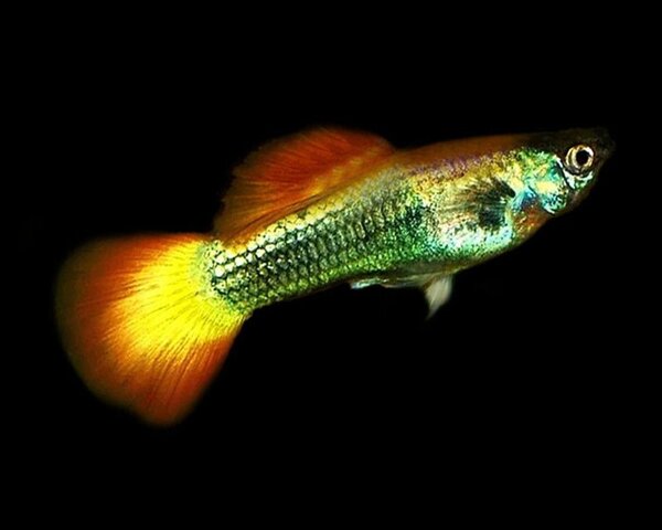 German Sunset Guppy (Male)