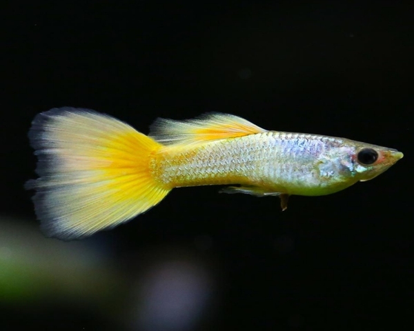 German Yellow Guppy (Male)