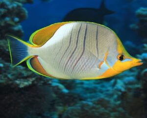 Gold Ring Butterfly (CHAETODON XANTHOCEPHALUS)
