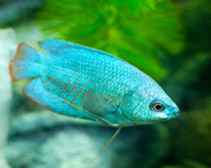 Gourami Blue Dwarf(Pair)