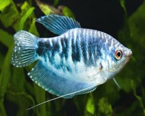Gourami Blue Operline