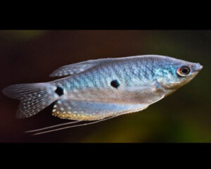 Gourami Blue Spotted