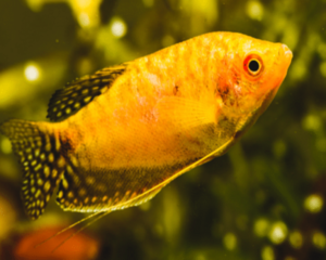 Gourami Golden