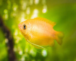 Gourami Honey Dwarf(Pair)