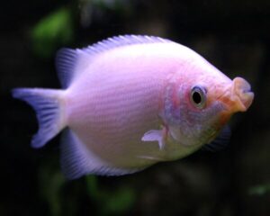 Gourami Kissing