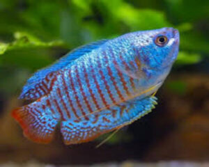 Gourami Neon Dwarf (Pair)