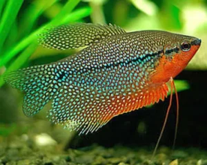 Gourami Pearl