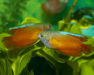 Gourami Red Dwarf (Pair)