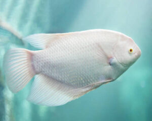 Gourami White