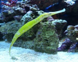 Green Pipe Fish (SYNGNATHUS SPECCIS)