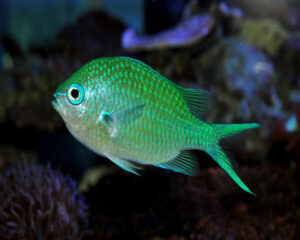 Green Damsel (NEOPOMACETRUS NEMURUS)