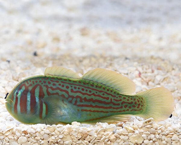 GREEN-GOBY-1.jpg Green Goby (PTERELEOTRIS HETEROPTERUS)
