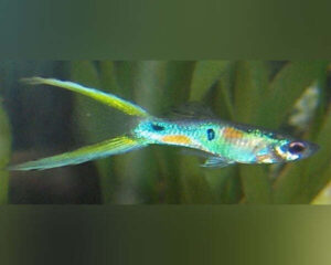 Green Layertail Guppy (Male)
