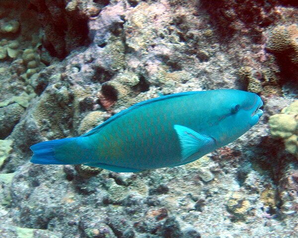 Green Parrot (SCARUS ATRILUNULA)