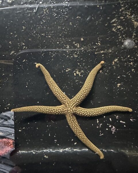 GREEN STAR FISH Green Star Fish (LINCKIA SP.)