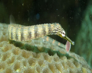 Grey Pipe Fish (CORYTHOICHTHYS PAXTONI)