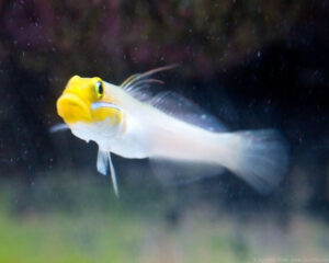 Gold Head Sleeper (VALENCIENNA STRIGATA)