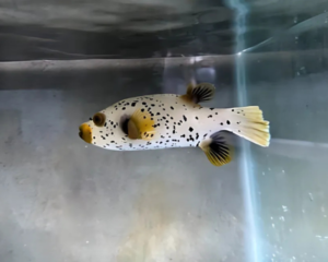 Gray Dogfish (AROTHRON NIGROPUNCTATUS)