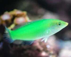 Green Wrasse (ANAMPSES CAERULEOPUNCTATUS)
