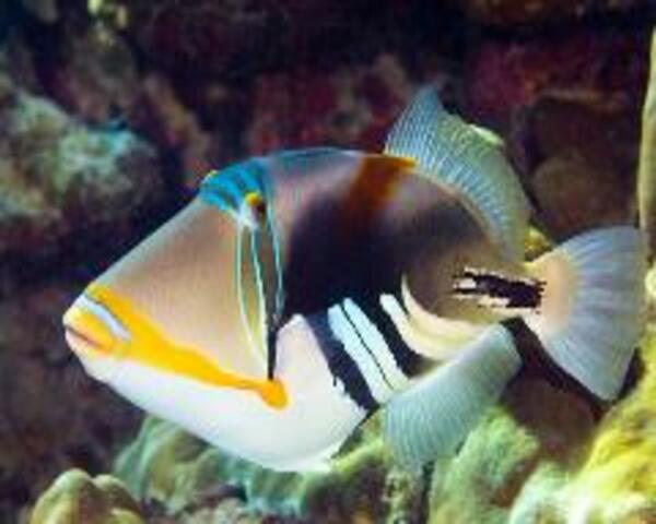 Humu Trigger (RHINECANTHUS ACULEATUS)