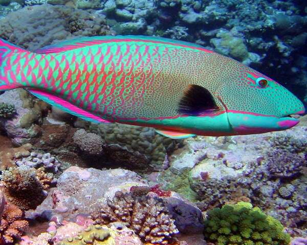 Half-Parrot-1-1.jpg Half Parrot (HEMMIGYMNUS FASCIATUS)